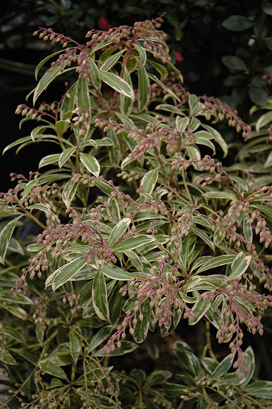 Pieris japonica 'Flaming Silver'