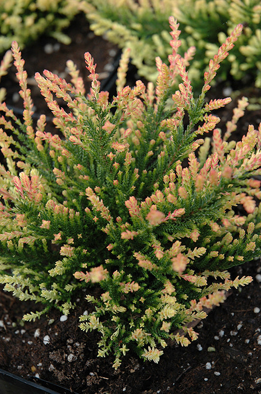 Calluna vulgaris 'Flamingo'