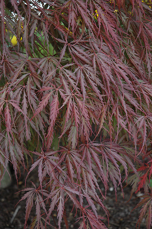 Acer palmatum dissectum 'Tamuke Yama'