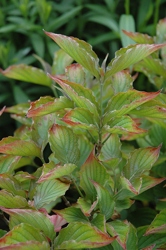 Cornus florida 'Red Pygmy'