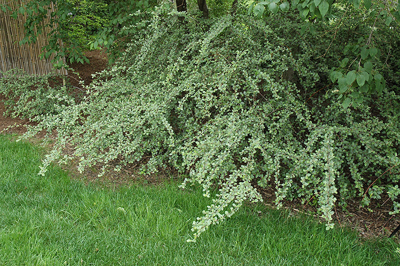 Cotoneaster franchetii