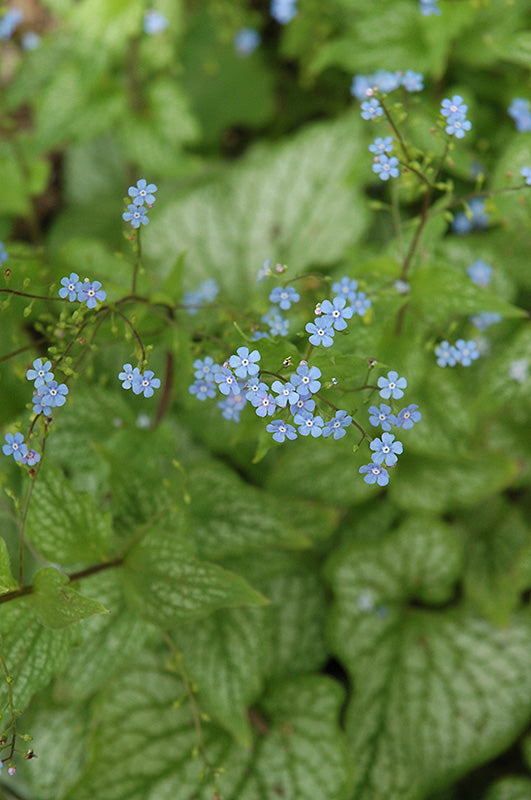 Brunnera 'Mr. Morse'