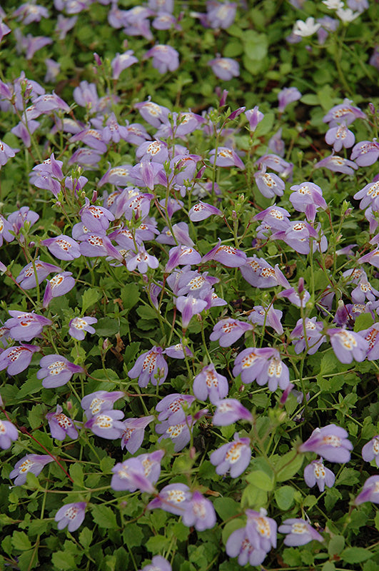Mazus reptans