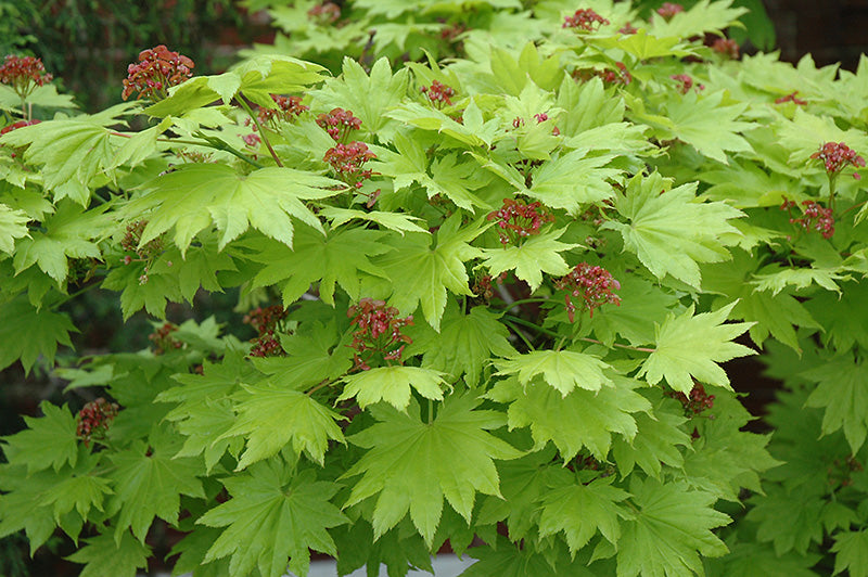 Acer Shirasawanum 'Aureum'