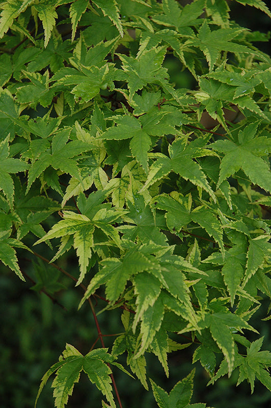 Acer palmatum 'Sagara Nishiki'