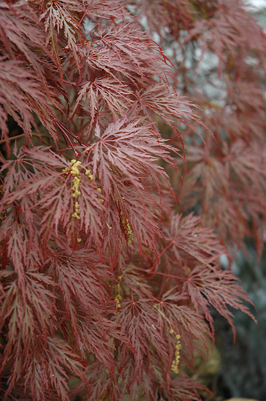 Acer palmatum dissectum 'Inabe Shidare'