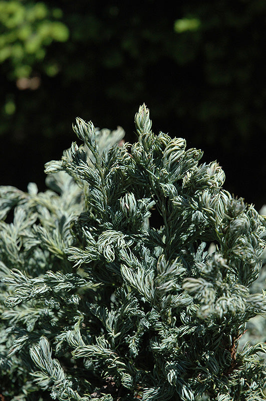 Chamaecyparis pisifera 'Curly Tops'