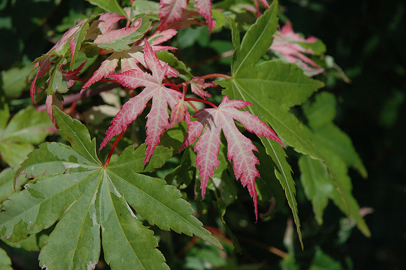 Acer palmatum 'Asahi Zuru'