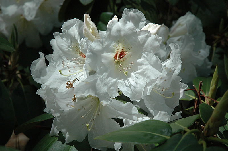 rhododendron 'Dora Amateis'