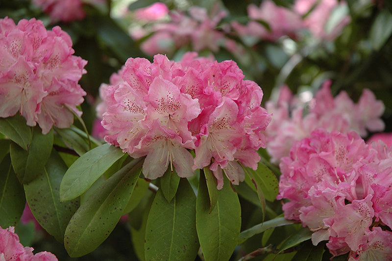 Rhododendron 'Holden'