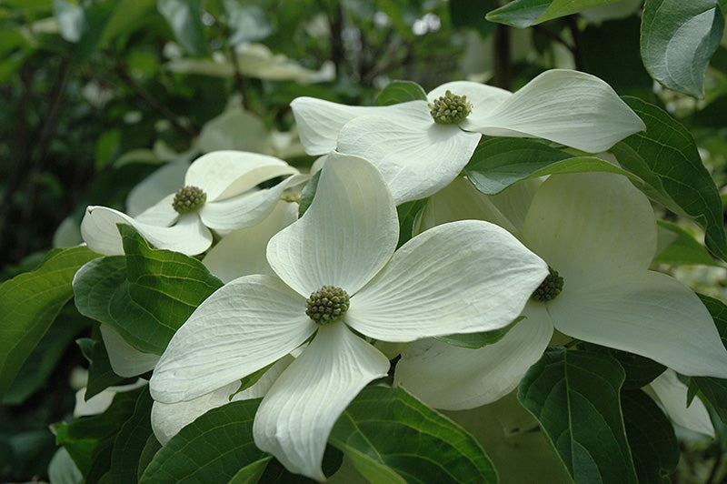 Cornus kousa 'Starlight'