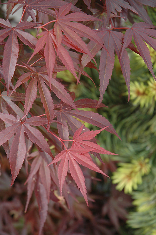 Acer palmatum 'Skeeter's Broom'