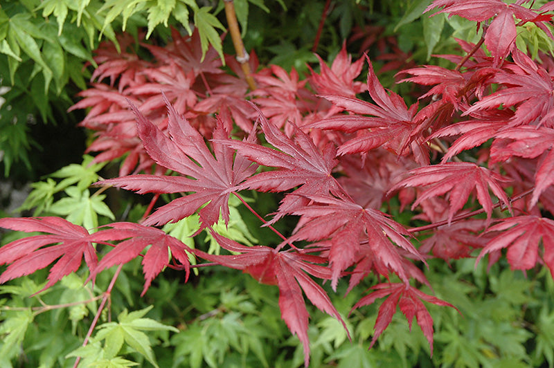 Acer palmatum 'Trompenburg'