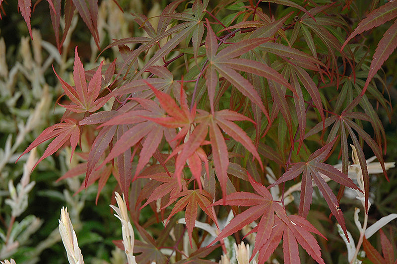Acer palmatum 'Red Pygmy'