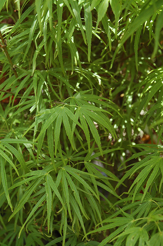 Acer palmatum 'Scolopendrifolium'