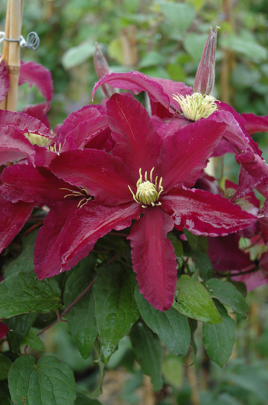 Clematis 'Niobe'