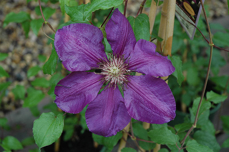 Clematis 'Gypsy Queen'