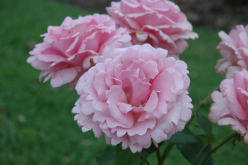 Rosa 'Memorial Day'
