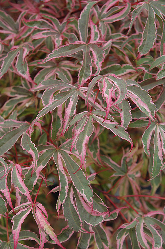 Acer palmatum 'Shirazz'