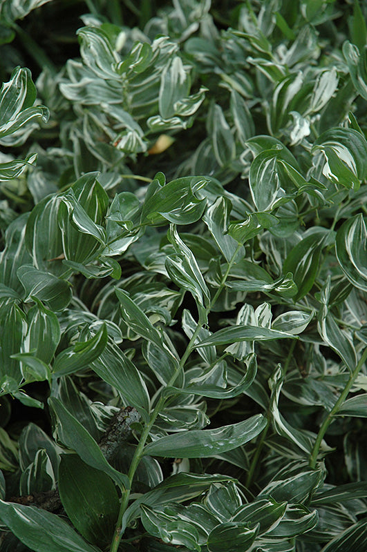 Polygonatum 'Variegatum'