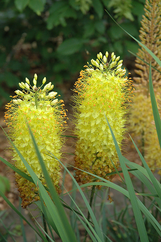 Eremurus 'Shelford Hybrids'