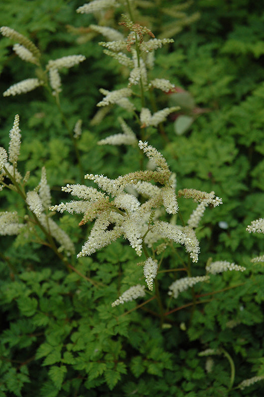 Aruncus aethusifolius