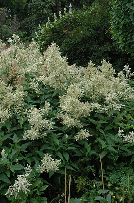 Persicaria polymorpha