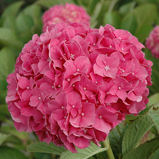 Hydrangea macrophylla 'Glowing Embers'