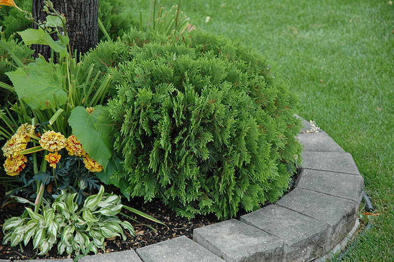 Thuja occidentalis 'Danica'