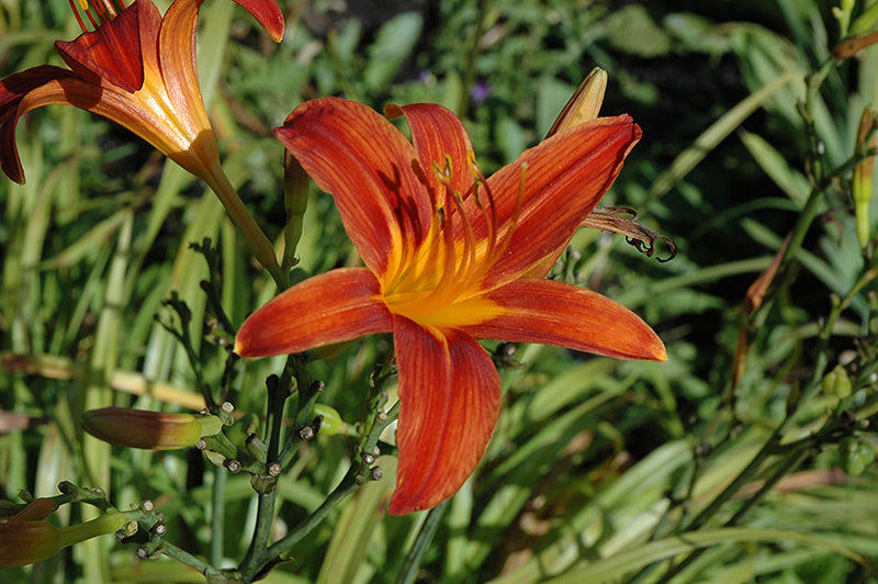 Hemerocallis 'Sammy Russell'