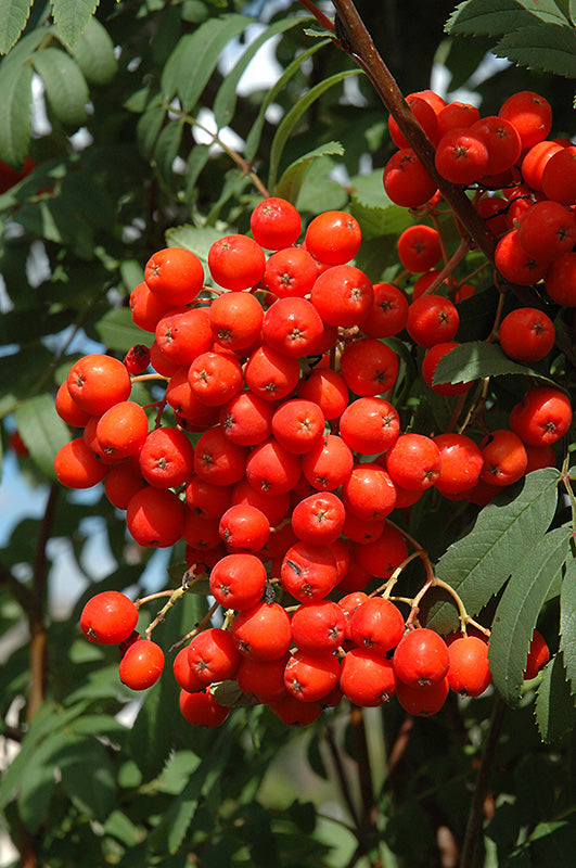 Sorbus aucuparia 'Fatigiata'