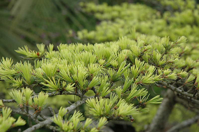 Cedrus deodora 'Aurea'