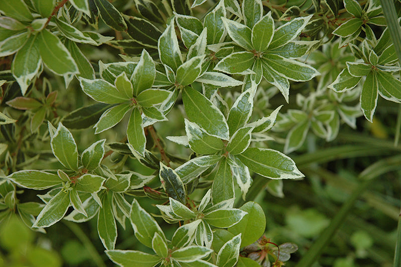 Pieris japonica 'Little Heath'