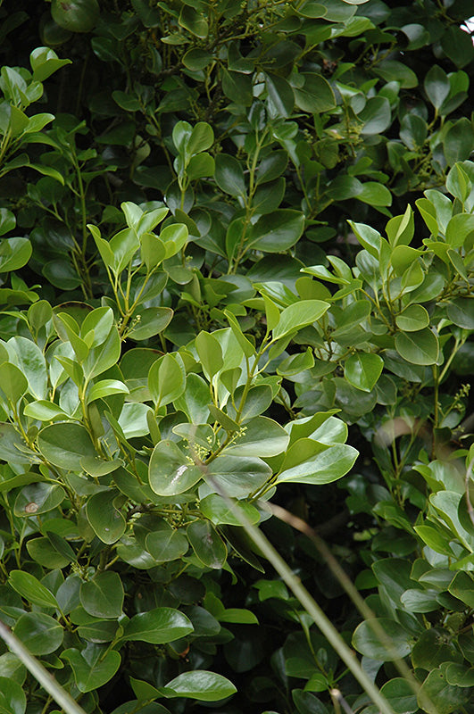 Griselinia littoralis