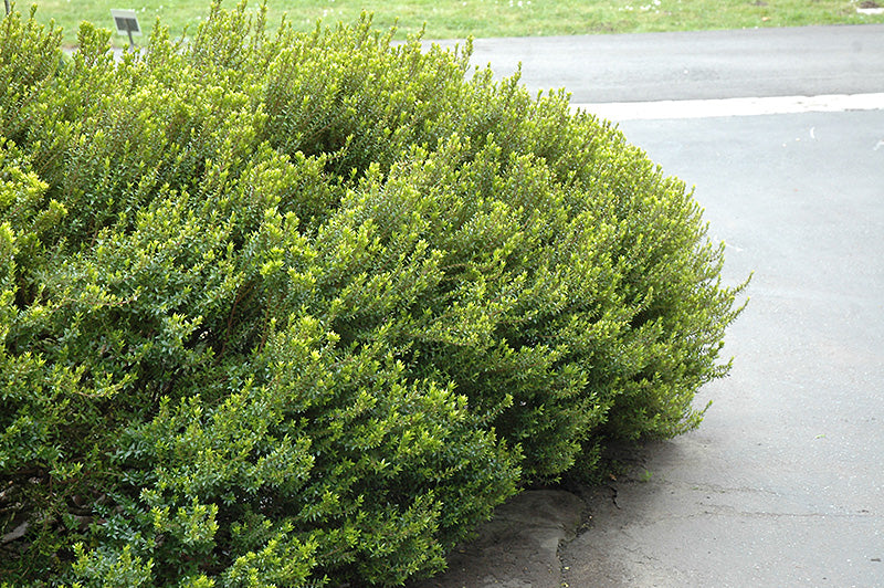 Myrtus communis 'compacta'