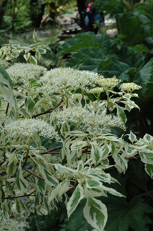 Cornus controversa 'Variegata'
