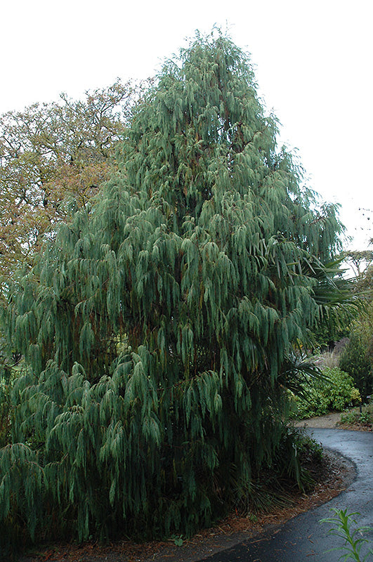 Cupressus cashmeriana