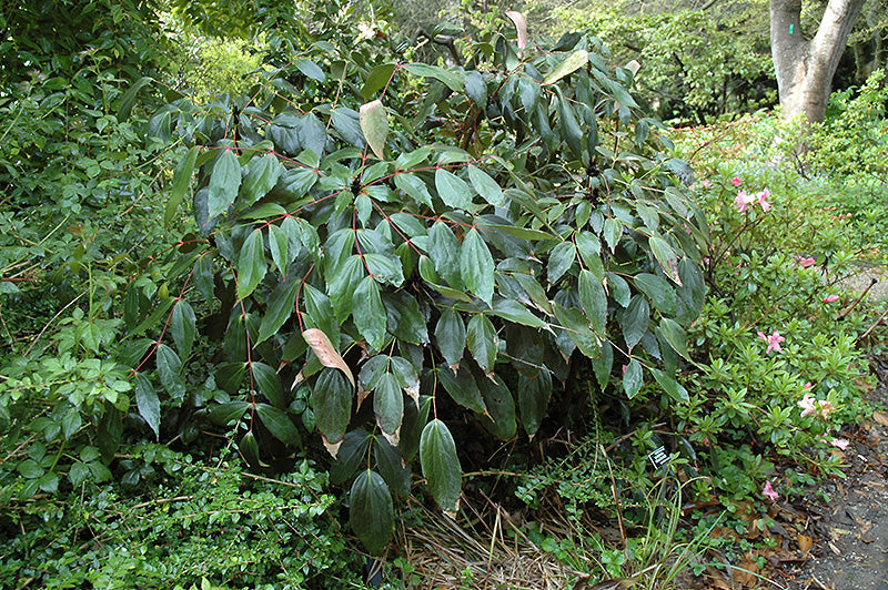 Mahonia gracilipes