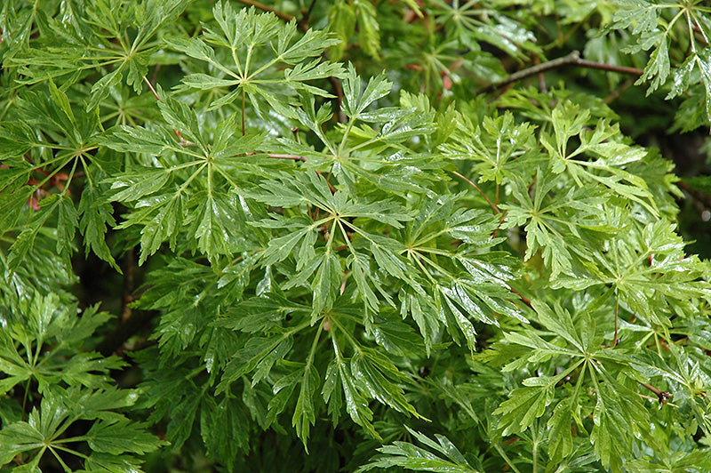 Acer japonicum 'Green Cascade'