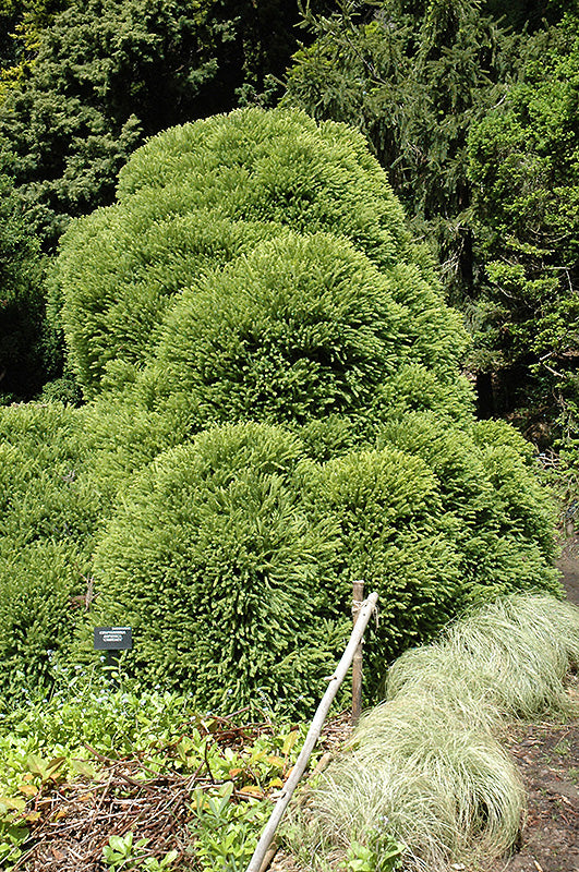 Cryptomeria japonica 'Cristata'