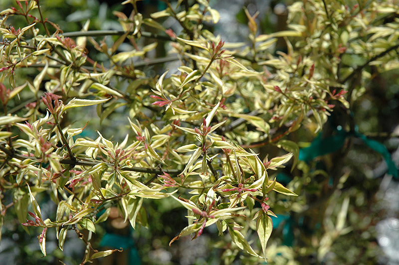 Jasminum x stephanense