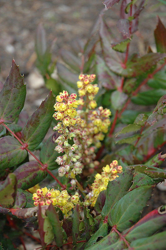 Mahonia nervosa