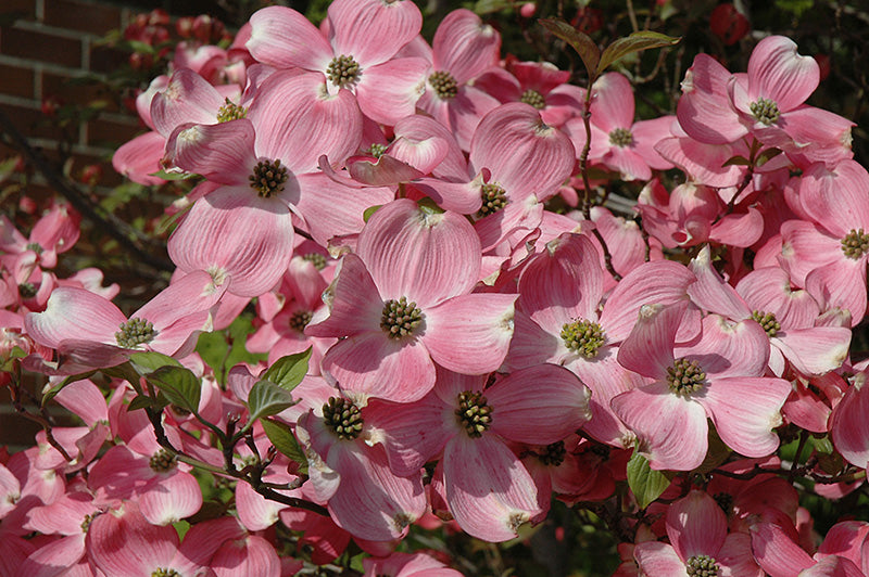 Cornus florida 'Cherokee Brave'