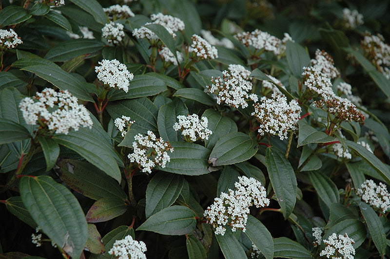 Viburnum davidii 'Vibsidl'