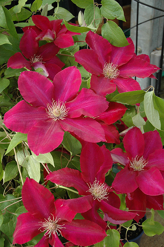 Clematis 'Rebecca'