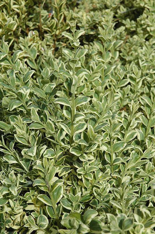 Buxus sempervirens 'Elegantissima'