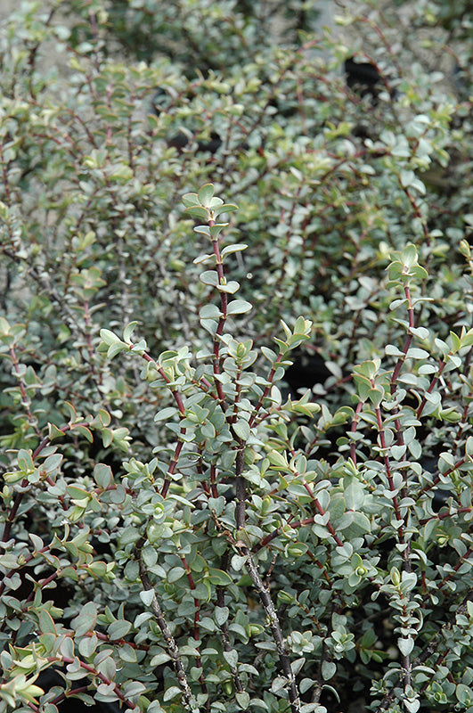 Hebe pimeleoides 'Quicksilver'