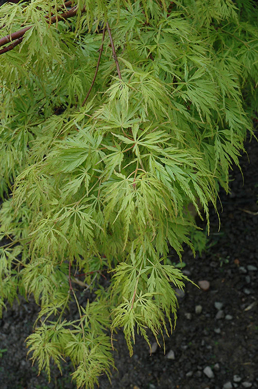 Acer palmatum dissectum 'Seiryu'
