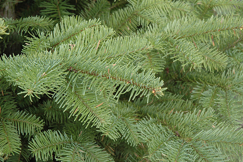 Abies procera