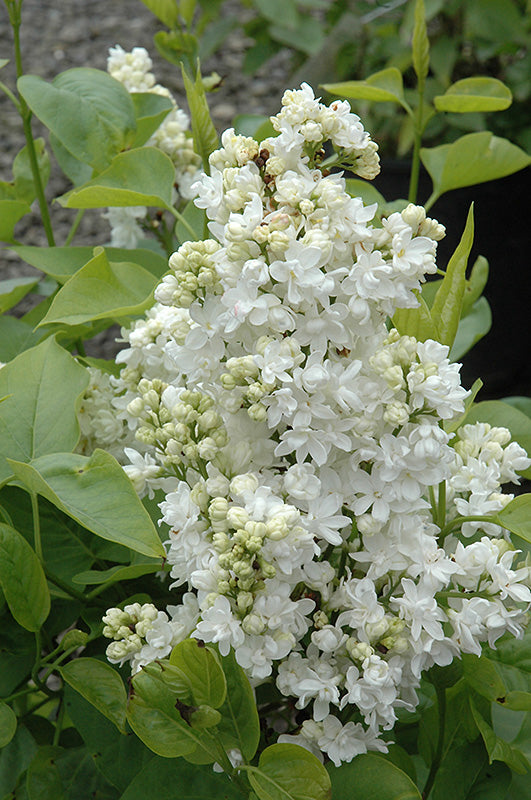 Syringa 'Madame Lemoine'